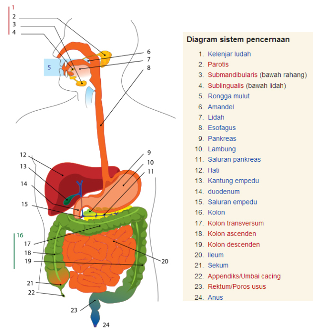 Gambar Sistem Pencernaan Manusia Yang Mudah Digambar Dalchaebi